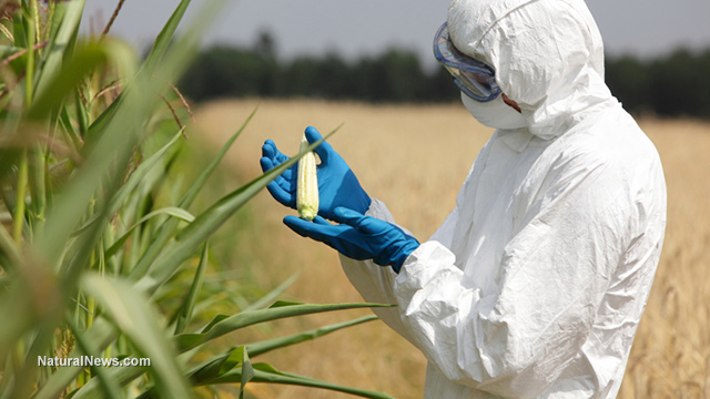 Biotechnology-Engineer-Examining-Immature-Corn-Cob-GMO-Crop-Test