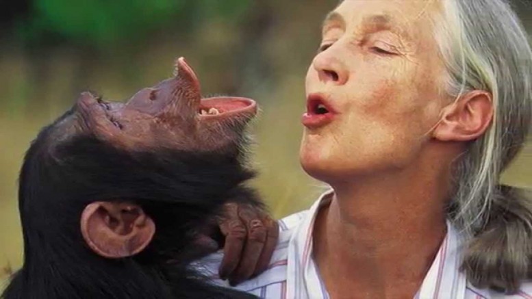 GMO food and fraudulent industry ‘science’ condemned by world-famous scientist Jane Goodall